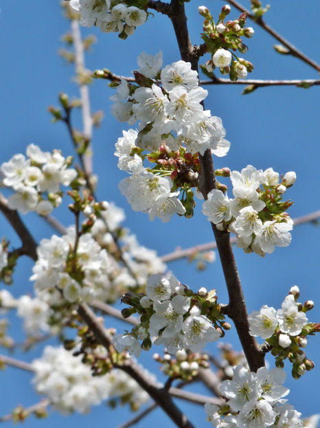  - 2022 - 01 - Primavara