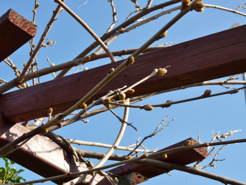 Wistaria degerat... - 2022 - 01 - Primavara