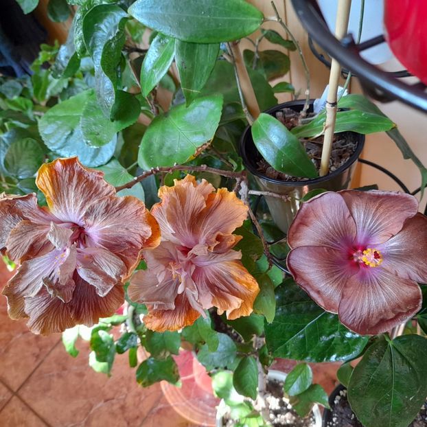 21.04.2022 - HIBISCUSI 2022-1