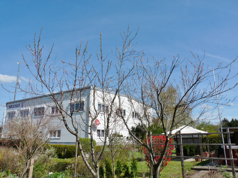 si piersicii sau dus .... - 2022 - 01 - Primavara