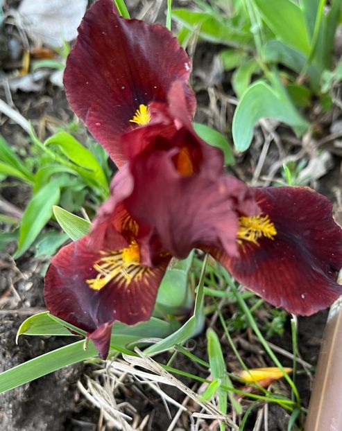 B978A5D2-DB78-465B-BCB5-DD86DFE54D1B - IRISI 2021 22