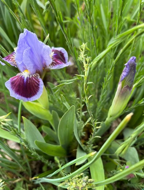 Oh canada - IRISI 2021 22