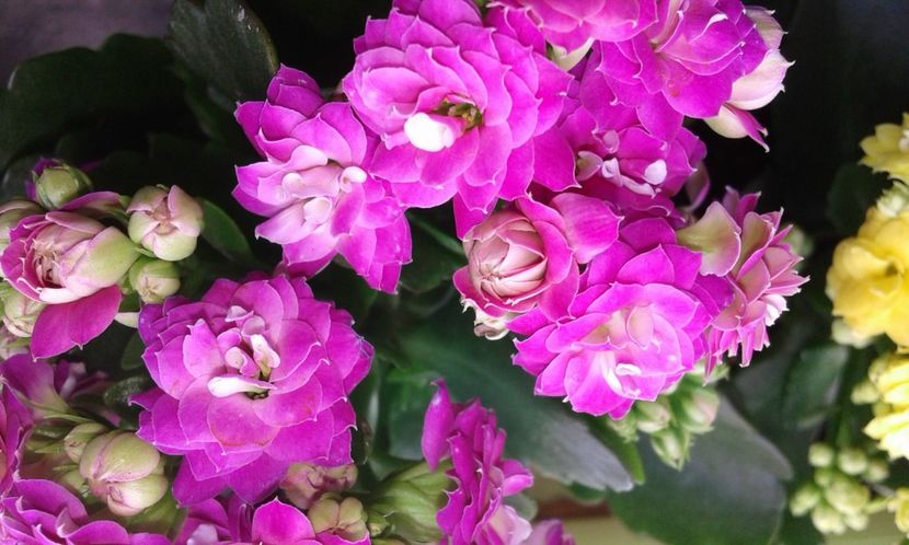 Kalanchoe - 2022 - Violete - Oxalis - Kalanchoe