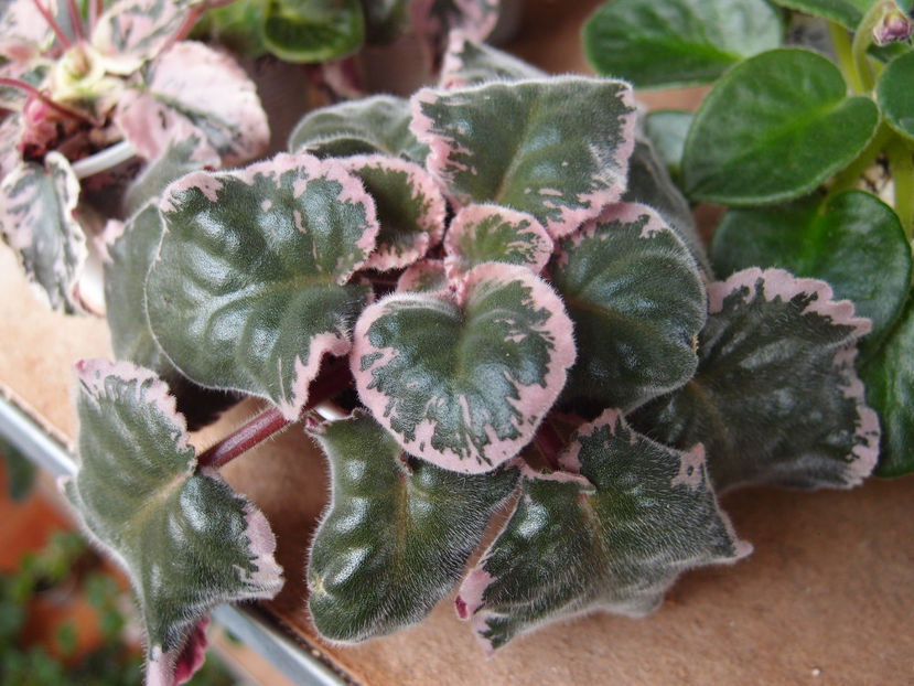 P4128828 - NK Pansies