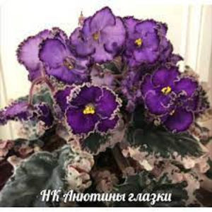 poza net - NK Pansies