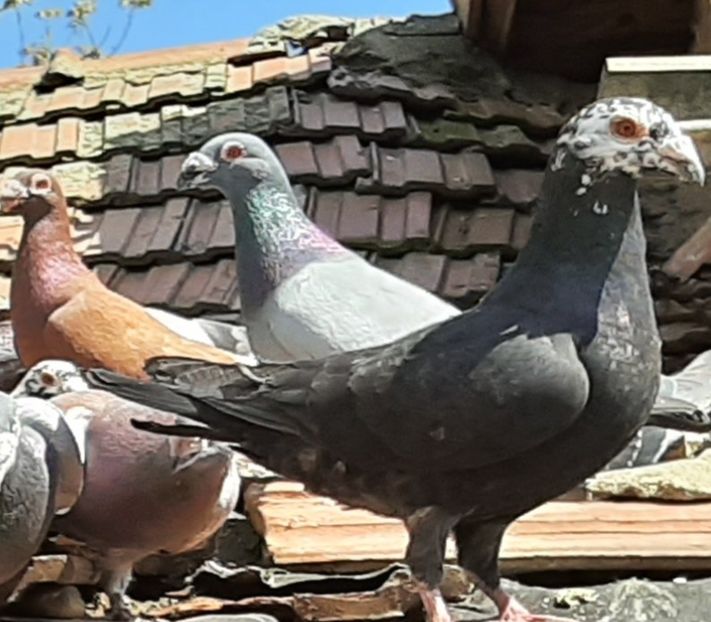  - VOIAJORI STIL VECHI SI  VOIAJORI DE FRUMUSETE