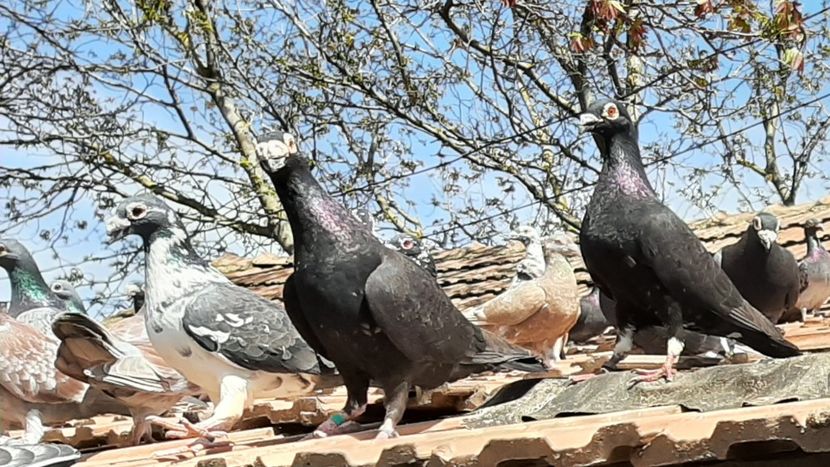  - VOIAJORI STIL VECHI SI  VOIAJORI DE FRUMUSETE