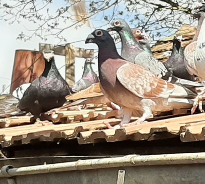  - VOIAJORI STIL VECHI SI  VOIAJORI DE FRUMUSETE