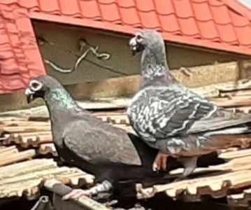  - VOIAJORI STIL VECHI SI  VOIAJORI DE FRUMUSETE