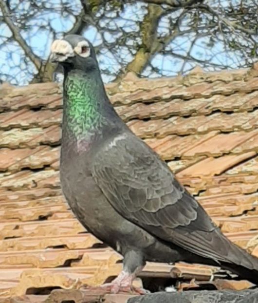  - VOIAJORI STIL VECHI SI  VOIAJORI DE FRUMUSETE