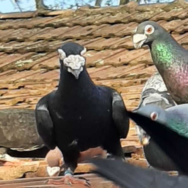  - VOIAJORI STIL VECHI SI  VOIAJORI DE FRUMUSETE