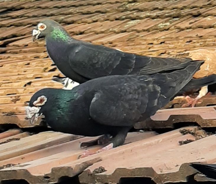  - VOIAJORI STIL VECHI SI  VOIAJORI DE FRUMUSETE