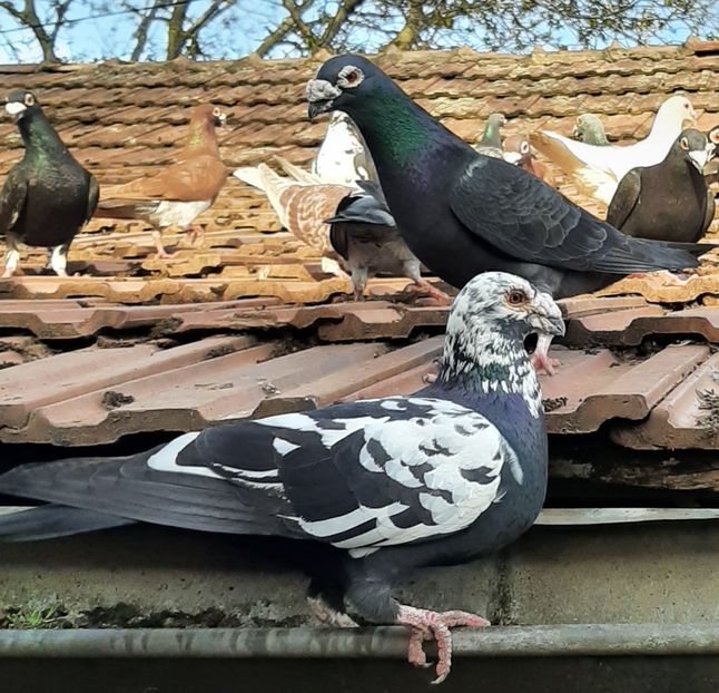  - VOIAJORI STIL VECHI SI  VOIAJORI DE FRUMUSETE