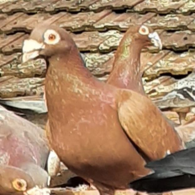  - VOIAJORI STIL VECHI SI  VOIAJORI DE FRUMUSETE