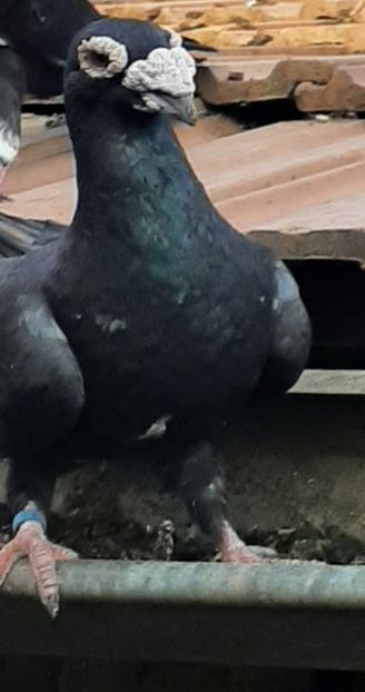  - VOIAJORI STIL VECHI SI  VOIAJORI DE FRUMUSETE