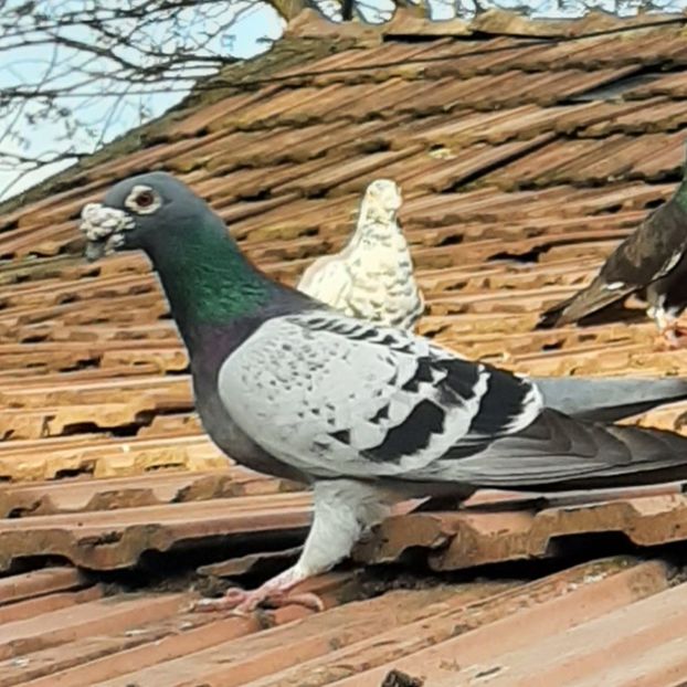  - VOIAJORI STIL VECHI SI  VOIAJORI DE FRUMUSETE