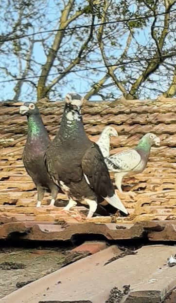  - VOIAJORI STIL VECHI SI  VOIAJORI DE FRUMUSETE
