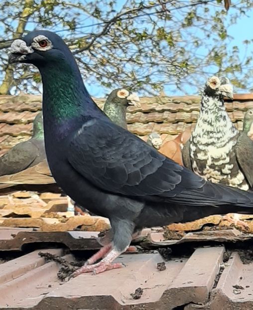  - VOIAJORI STIL VECHI SI  VOIAJORI DE FRUMUSETE