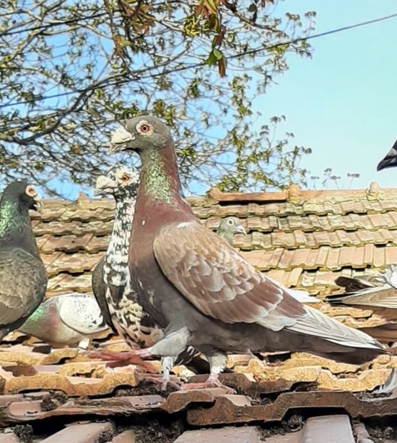  - VOIAJORI STIL VECHI SI  VOIAJORI DE FRUMUSETE