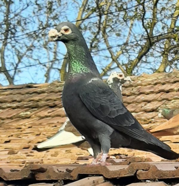  - VOIAJORI STIL VECHI SI  VOIAJORI DE FRUMUSETE