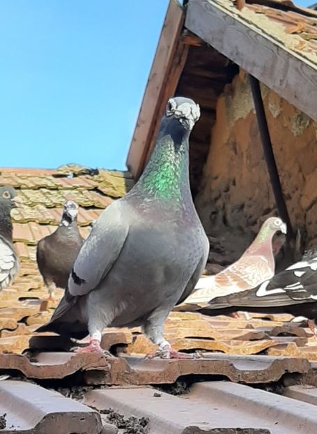 - VOIAJORI STIL VECHI SI  VOIAJORI DE FRUMUSETE