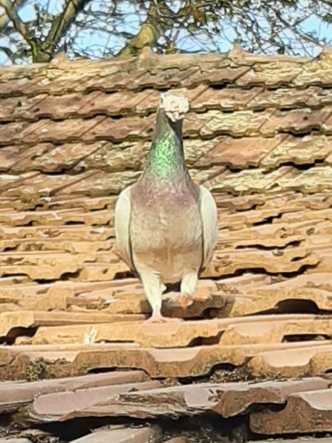  - VOIAJORI STIL VECHI SI  VOIAJORI DE FRUMUSETE