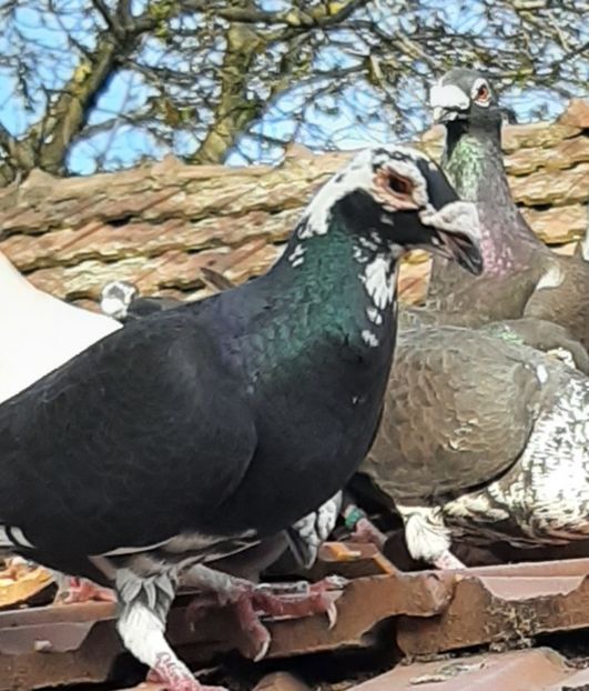  - VOIAJORI STIL VECHI SI  VOIAJORI DE FRUMUSETE