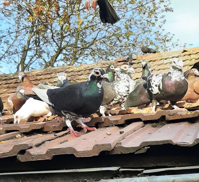  - VOIAJORI STIL VECHI SI  VOIAJORI DE FRUMUSETE