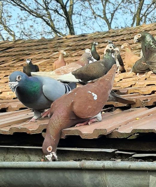  - VOIAJORI STIL VECHI SI  VOIAJORI DE FRUMUSETE