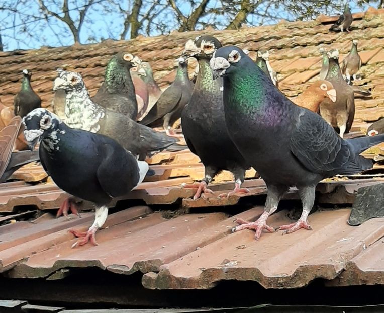  - VOIAJORI STIL VECHI SI  VOIAJORI DE FRUMUSETE