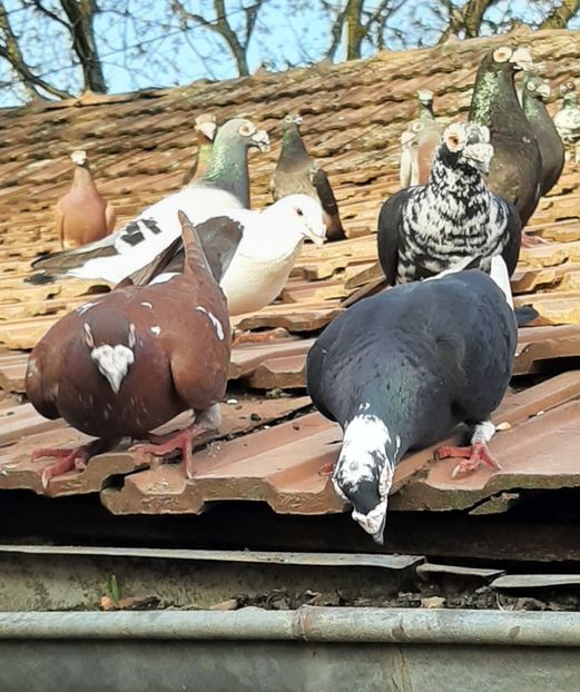  - VOIAJORI STIL VECHI SI  VOIAJORI DE FRUMUSETE