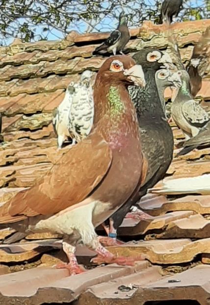  - VOIAJORI STIL VECHI SI  VOIAJORI DE FRUMUSETE