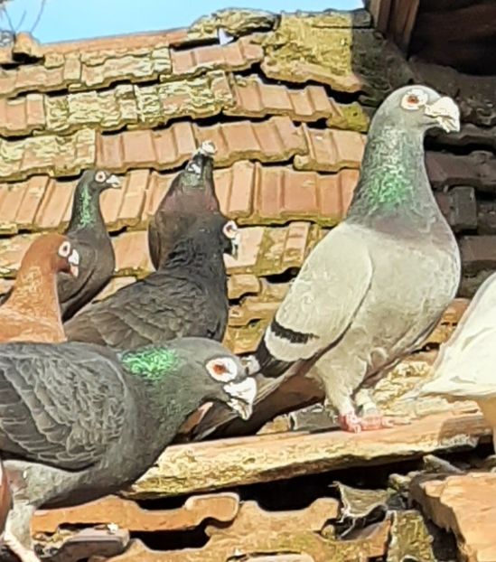  - VOIAJORI STIL VECHI SI  VOIAJORI DE FRUMUSETE