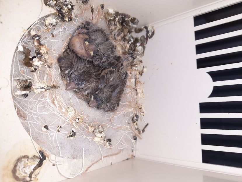  - Pui hibrizi scatiu africa 2022