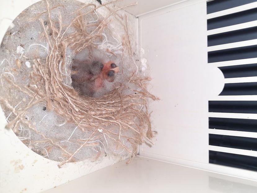  - Puisori razza Spaniol 2022