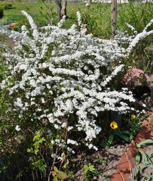  - 2022 - 01 - Primavara