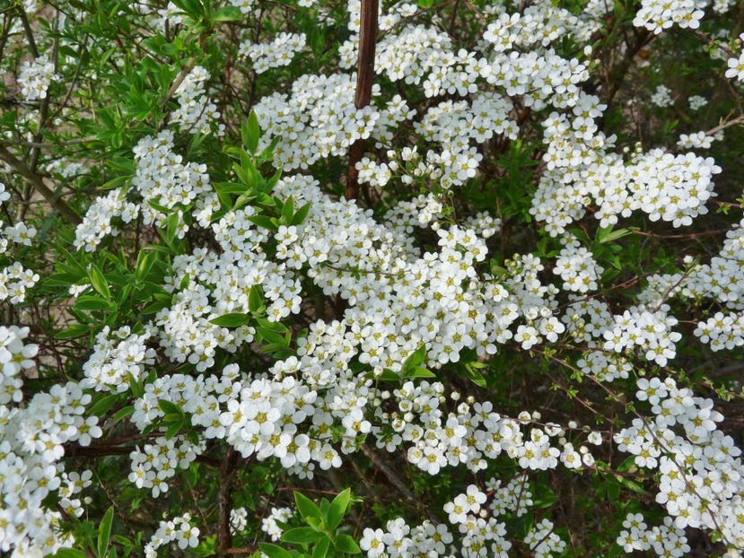  - 2022 - 01 - Primavara