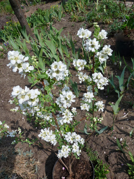  - 2022 - 01 - Primavara