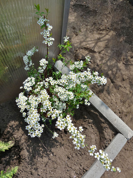  - 2022 - 01 - Primavara