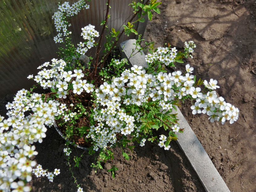  - 2022 - 01 - Primavara