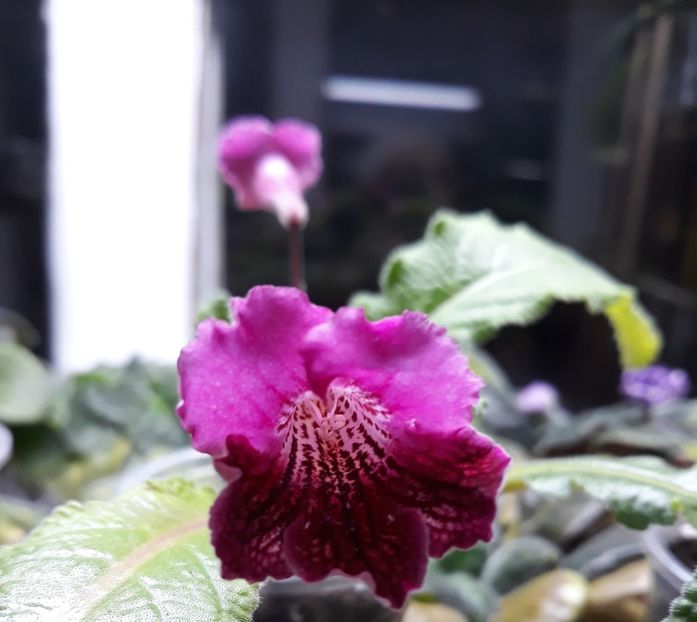  - STREPTOCARPUS