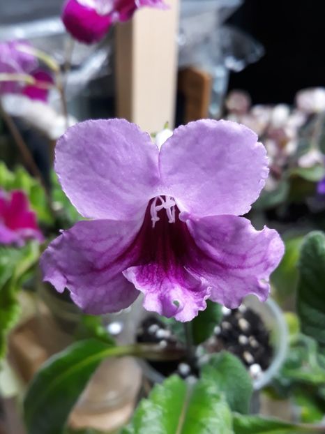  - STREPTOCARPUS