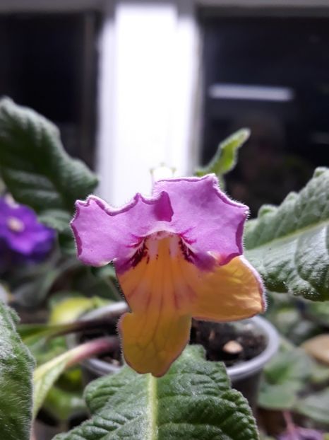  - STREPTOCARPUS