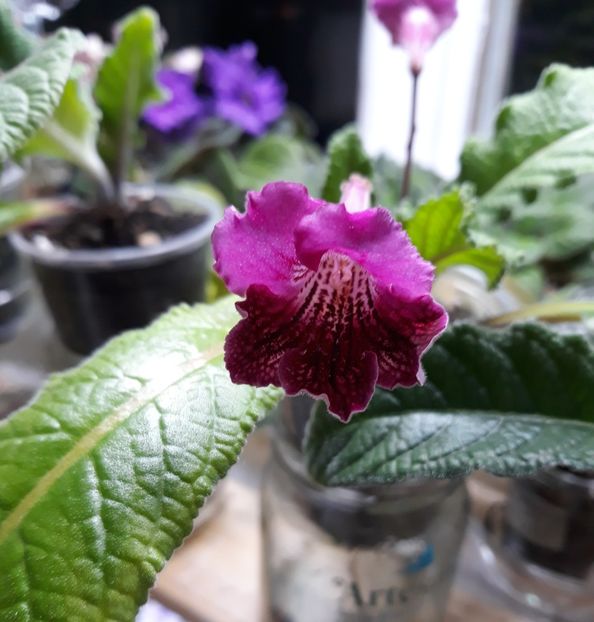  - STREPTOCARPUS