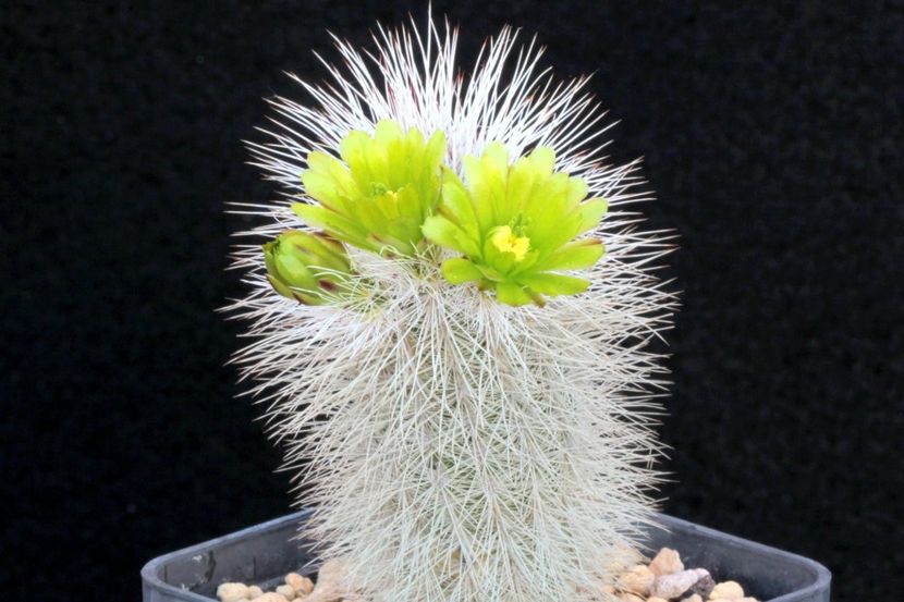 Echinocereus viridiflorus v. canus - Whish list pentru viata urmatoare2
