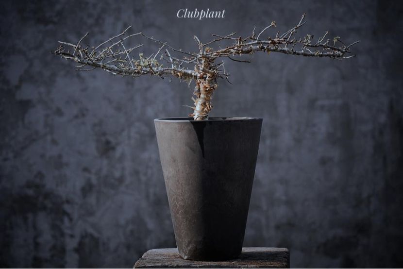 Commiphora myrrha - Vase - aranjamente - accesorii