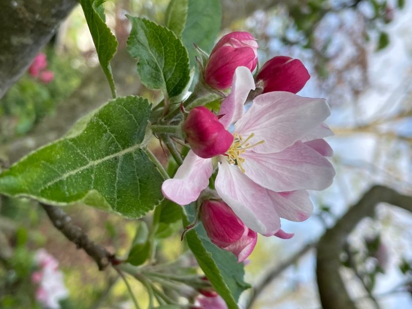 2EAC8FA1-3139-4AB6-93D6-8E70298F71A4 - ARBORII IN FLOARE