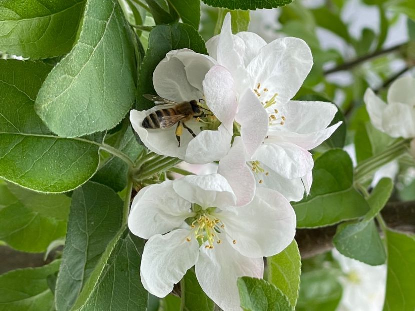 7654D671-70DA-41AE-BB05-C096D24F8DCD - ARBORII IN FLOARE