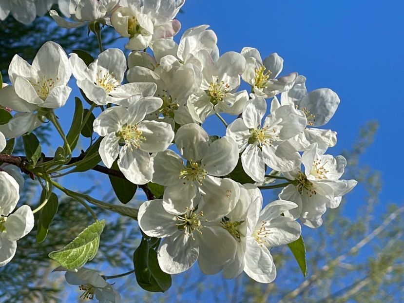 6DB395BD-E674-4984-B054-B11189246F75 - ARBORII IN FLOARE