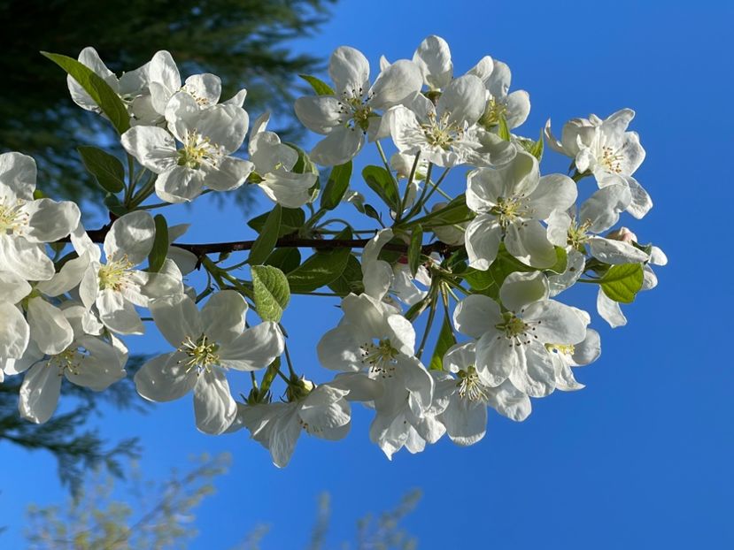 B7DBE355-F01E-4C86-B6EF-C7890ACC032F - ARBORII IN FLOARE